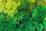 Faller 170729 Lichen assorted green 50 g